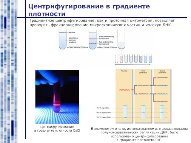 Центрифугирование в градиенте плотности Центрифугирование в градиенте плотности CsCl Градиентное центрифугирование, как