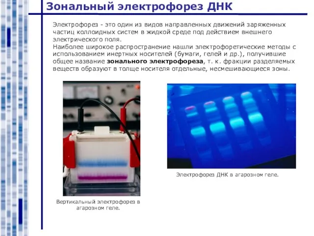 Зональный электрофорез ДНК Электрофорез - это один из видов направленных движений заряженных