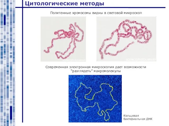 Цитологические методы Политенные хромосомы видны в световой микроскоп Современная электронная микроскопия дает