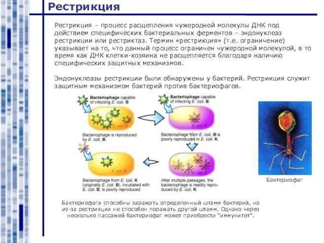 Рестрикция Рестрикция – процесс расщепления чужеродной молекулы ДНК под действием специфических бактериальных