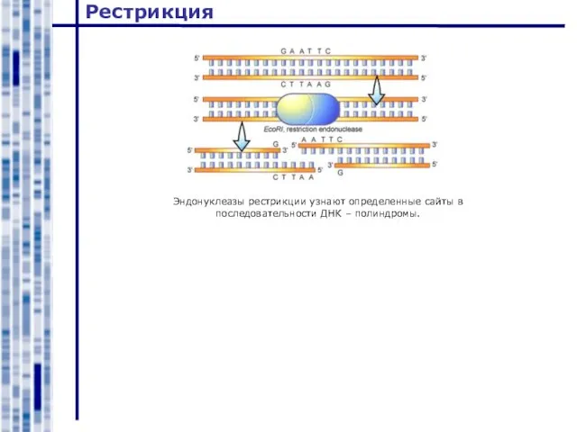 Рестрикция Эндонуклеазы рестрикции узнают определенные сайты в последовательности ДНК – полиндромы.