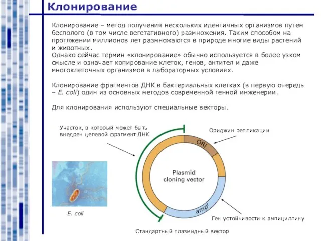 Клонирование Клонирование – метод получения нескольких идентичных организмов путем бесполого (в том