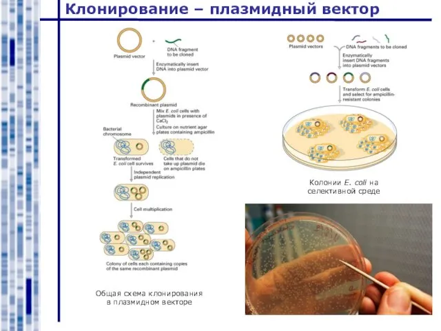 Клонирование – плазмидный вектор Общая схема клонирования в плазмидном векторе Колонии E. coli на селективной среде