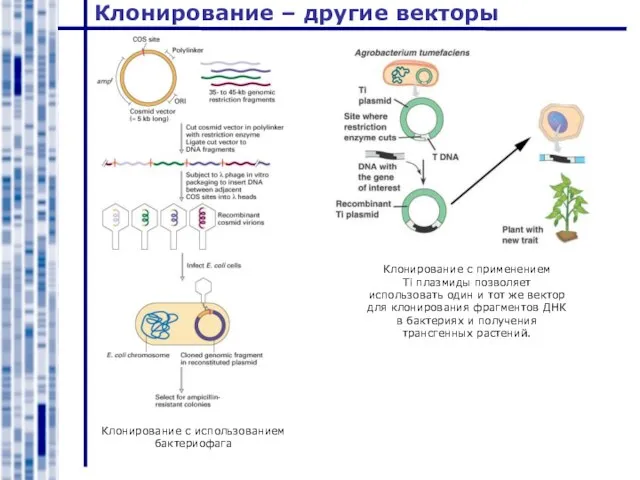 Клонирование – другие векторы Клонирование с использованием бактериофага Клонирование с применением Ti