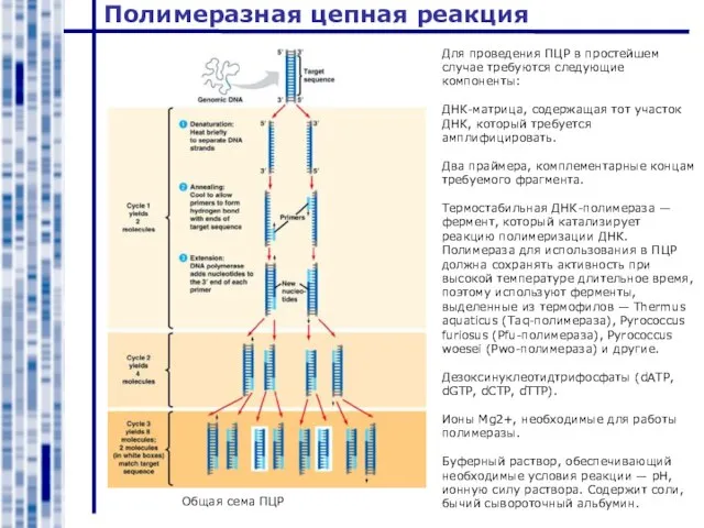 Полимеразная цепная реакция Общая сема ПЦР Для проведения ПЦР в простейшем случае