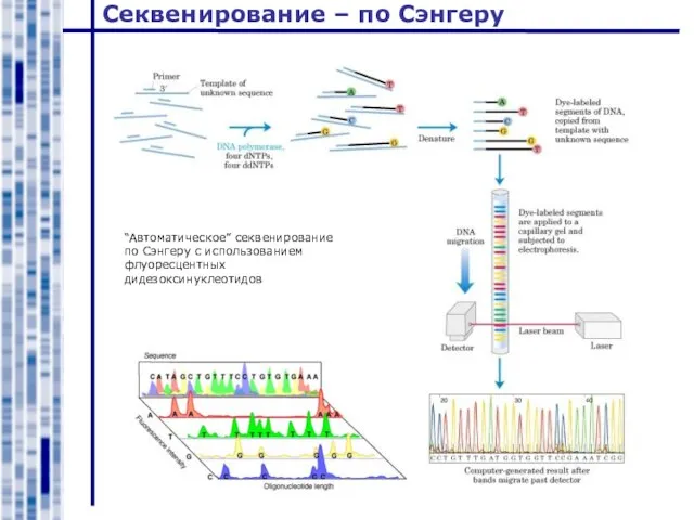 Секвенирование – по Сэнгеру “Автоматическое” секвенирование по Сэнгеру с использованием флуоресцентных дидезоксинуклеотидов