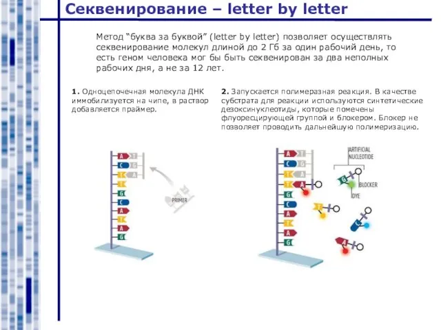 Секвенирование – letter by letter Метод “буква за буквой” (letter by letter)