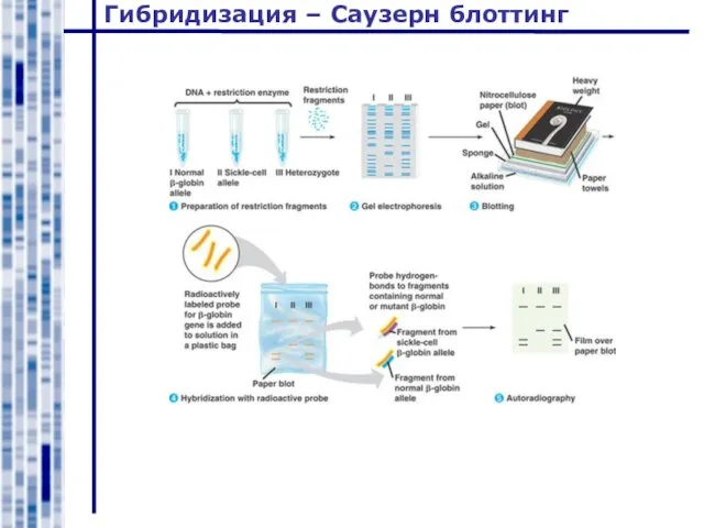 Гибридизация – Саузерн блоттинг