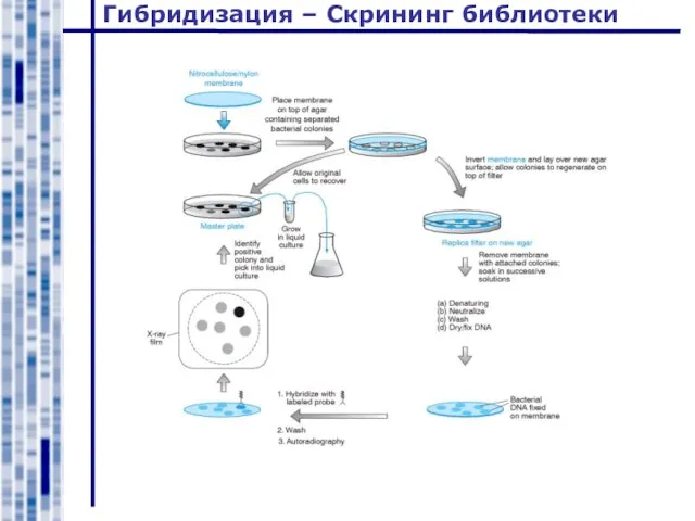 Гибридизация – Скрининг библиотеки