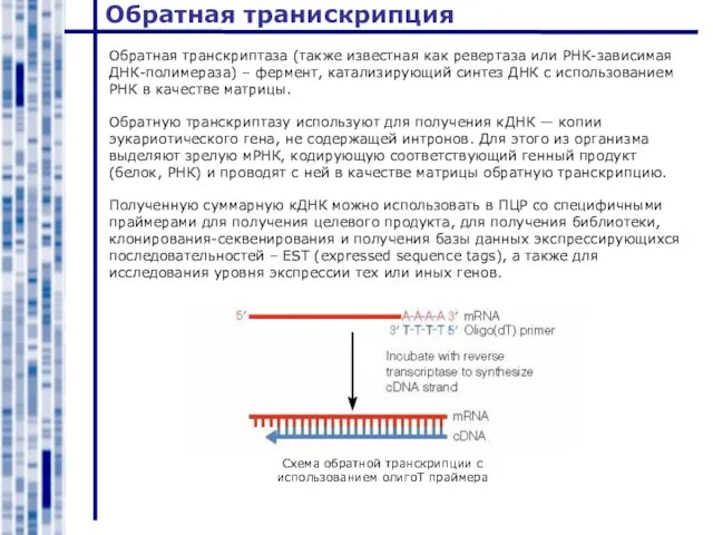 Обратная транискрипция Обратная транскриптаза (также известная как ревертаза или РНК-зависимая ДНК-полимераза) –