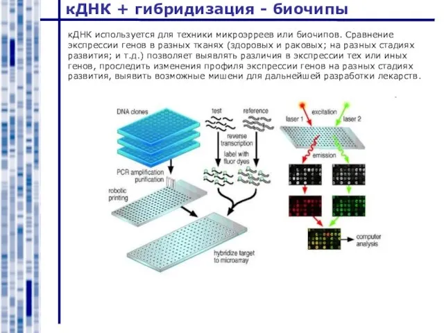 кДНК + гибридизация - биочипы кДНК используется для техники микроэрреев или биочипов.