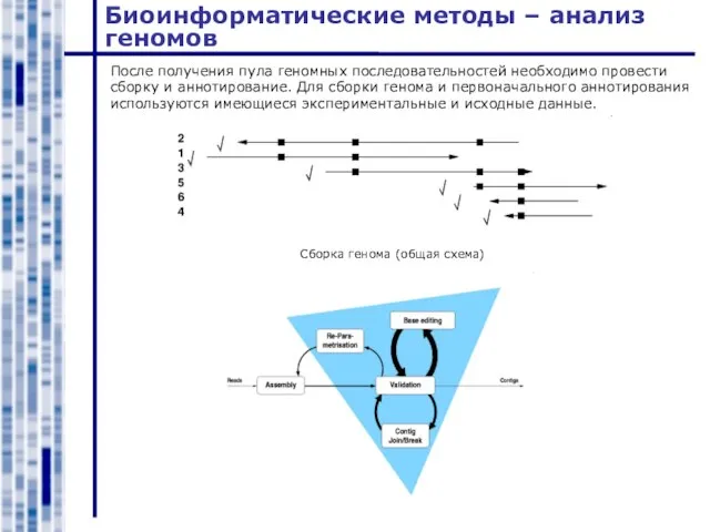 Биоинформатические методы – анализ геномов После получения пула геномных последовательностей необходимо провести