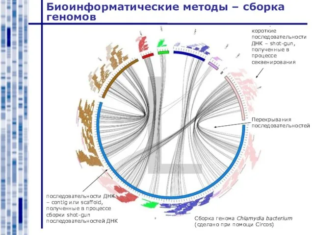 Биоинформатические методы – сборка геномов Сборка генома Chlamydia bacterium (сделано при помощи