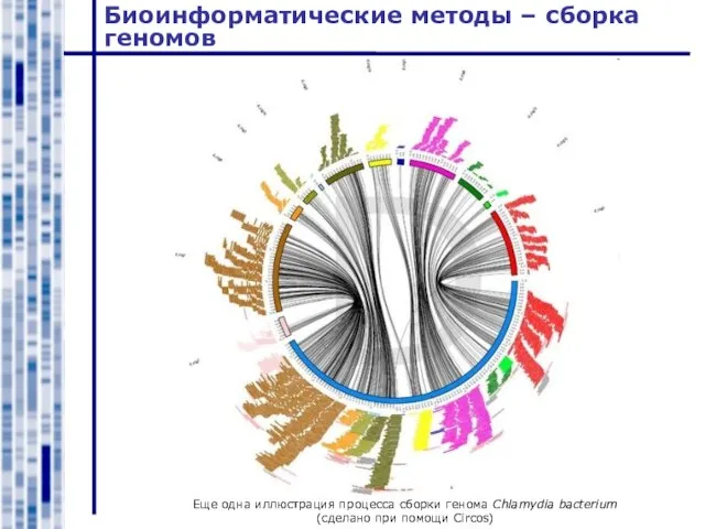 Биоинформатические методы – сборка геномов Еще одна иллюстрация процесса сборки генома Chlamydia