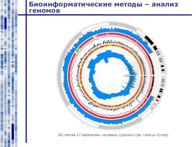 Биоинформатические методы – анализ геномов GC-состав 17 хромосомы человека (сделано при помощи Circos)