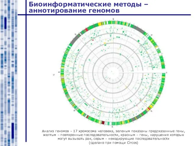 Биоинформатические методы – аннотирование геномов Анализ геномов – 17 хромосома человека, зеленым