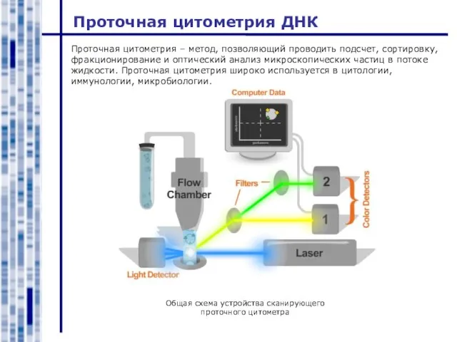 Проточная цитометрия ДНК Проточная цитометрия – метод, позволяющий проводить подсчет, сортировку, фракционирование