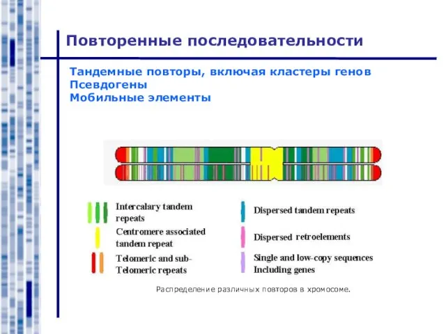 Повторенные последовательности Тандемные повторы, включая кластеры генов Псевдогены Мобильные элементы Распределение различных повторов в хромосоме.
