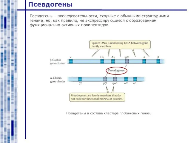 Псевдогены Псевдогены – последовательности, сходные с обычными структурными генами, но, как правило,