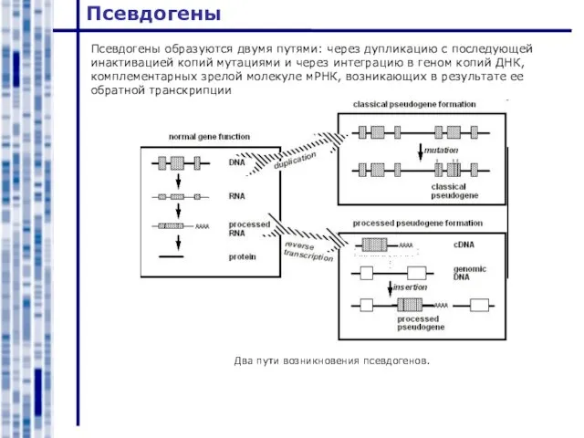 Псевдогены Псевдогены образуются двумя путями: через дупликацию с последующей инактивацией копий мутациями