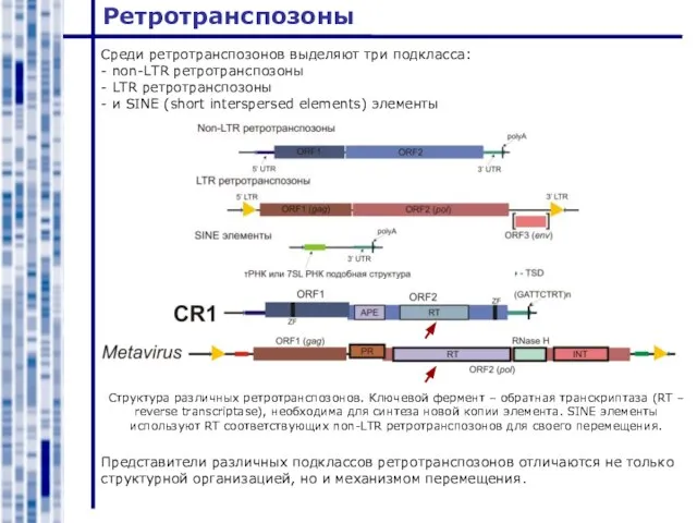 Ретротранспозоны Среди ретротранспозонов выделяют три подкласса: - non-LTR ретротранспозоны - LTR ретротранспозоны