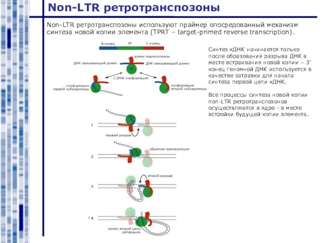 Non-LTR ретротранспозоны Non-LTR ретротранспозоны используют праймер опосредованный механизм синтеза новой копии элемента