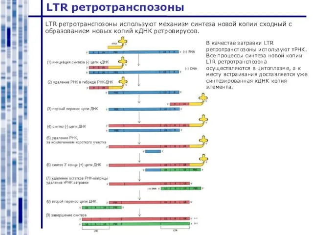 LTR ретротранспозоны LTR ретротранспозоны используют механизм синтеза новой копии сходный с образованием