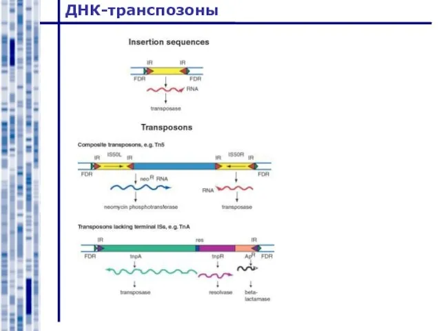 ДНК-транспозоны