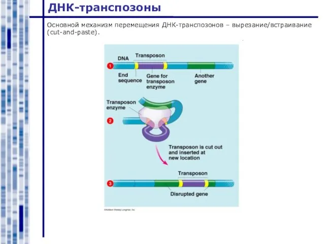 ДНК-транспозоны Основной механизм перемещения ДНК-транспозонов – вырезание/встраивание (cut-and-paste).