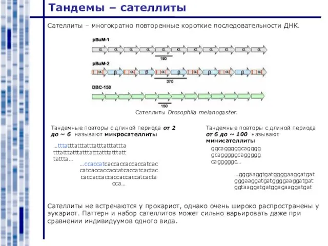 Тандемы – сателлиты Сателлиты Drosophila melanogaster. Cателлиты – многократно повторенные короткие последовательности