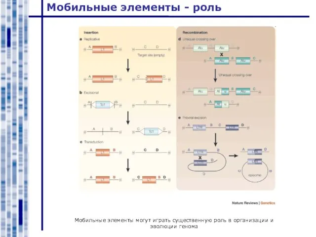 Мобильные элементы - роль Мобильные элементы могут играть существенную роль в организации и эволюции генома