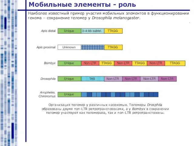 Мобильные элементы - роль Наиболее известный пример участия мобильных элементов в функционировании