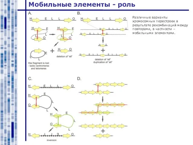 Мобильные элементы - роль Различные варианты хромосомных перестроек в результате рекомбинаций между
