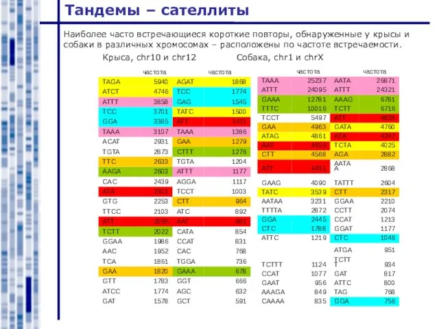 Тандемы – сателлиты Наиболее часто встречающиеся короткие повторы, обнаруженные у крысы и