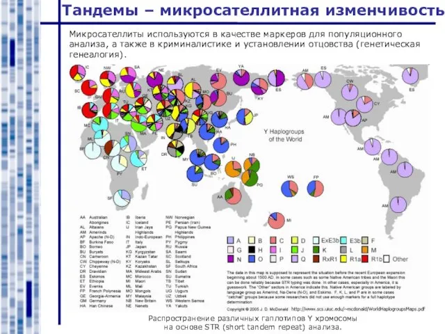 Микросателлиты используются в качестве маркеров для популяционного анализа, а также в криминалистике