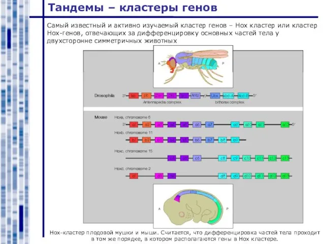 Тандемы – кластеры генов Hox-кластер плодовой мушки и мыши. Считается, что дифференцировка