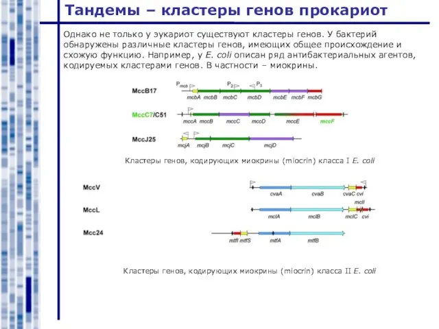 Тандемы – кластеры генов прокариот Однако не только у эукариот существуют кластеры