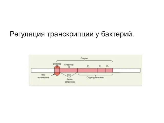 Регуляция транскрипции у бактерий. Регуляция транскрипции у бактерий.