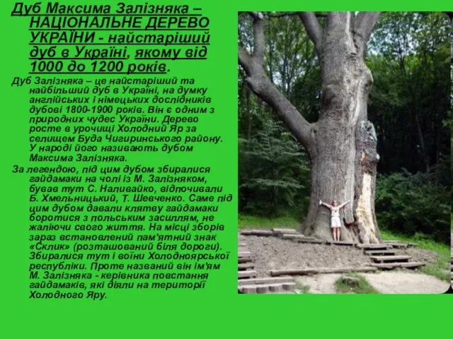 Дуб Максима Залізняка – НАЦІОНАЛЬНЕ ДЕРЕВО УКРАЇНИ - найстаріший дуб в Україні,