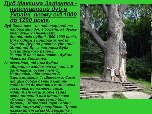 Дуб Максима Залізняка - найстаріший дуб в Україні, якому від 1000 до