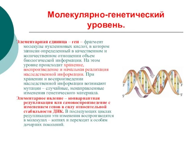 Молекулярно-генетический уровень. Элементарная единица – ген – фрагмент молекулы нуклеиновых кислот, в