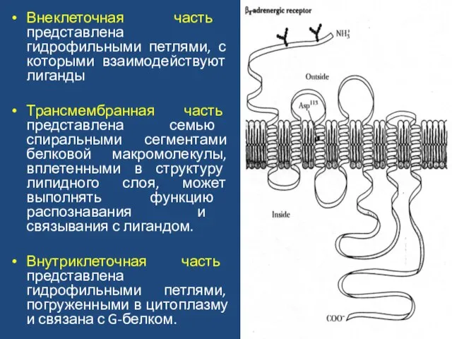 Внеклеточная часть представлена гидрофильными петлями, с которыми взаимодействуют лиганды Трансмембранная часть представлена