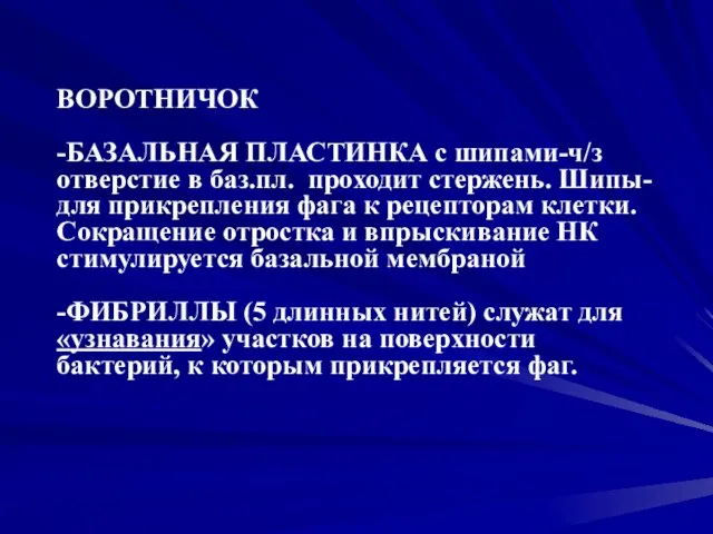 ВОРОТНИЧОК -БАЗАЛЬНАЯ ПЛАСТИНКА с шипами-ч/з отверстие в баз.пл. проходит стержень. Шипы- для