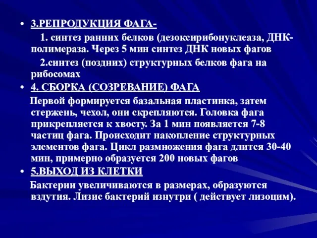 3.РЕПРОДУКЦИЯ ФАГА- 1. синтез ранних белков (дезоксирибонуклеаза, ДНК-полимераза. Через 5 мин синтез