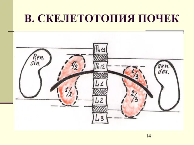 В. СКЕЛЕТОТОПИЯ ПОЧЕК