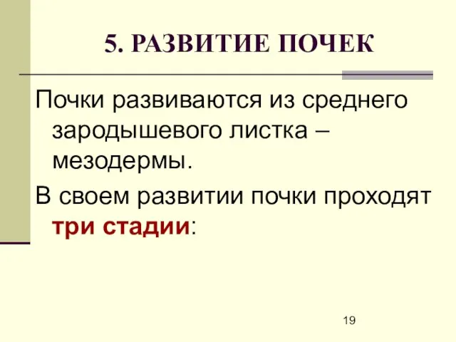 5. РАЗВИТИЕ ПОЧЕК Почки развиваются из среднего зародышевого листка – мезодермы. В