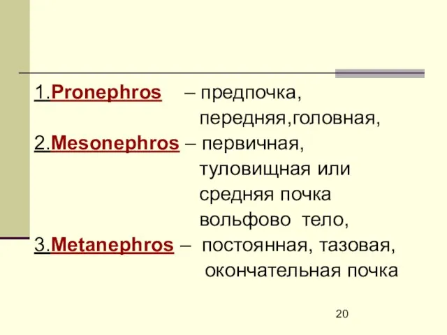 1.Pronephros – предпочка, передняя,головная, 2.Mesonephros – первичная, туловищная или средняя почка вольфово