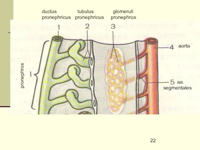 pronephros ductus tubulus glomeruli pronephricus pronephricus pronephros aorta aa. segmentales