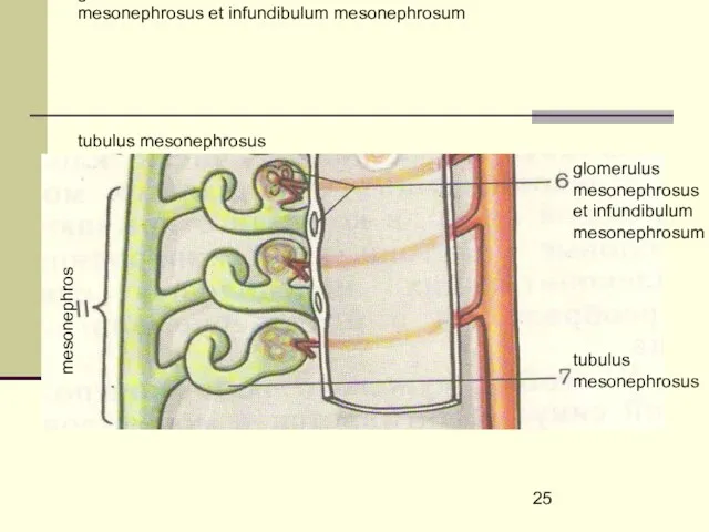 glomerulus mesonephrosus et infundibulum mesonephrosum tubulus mesonephrosus glomerulus mesonephrosus et infundibulum mesonephrosum tubulus mesonephrosus mesonephros