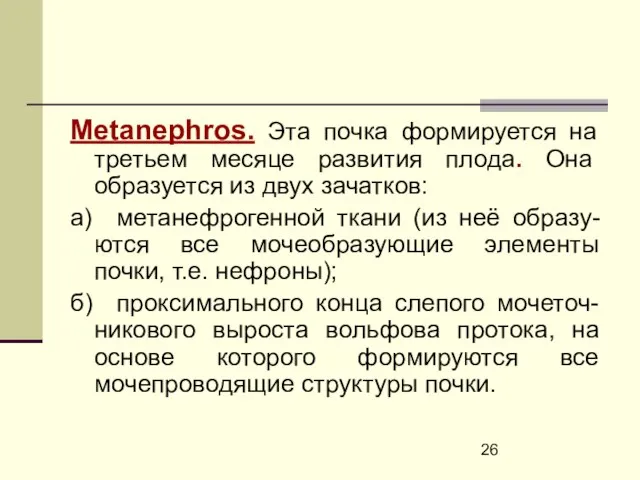 Metanephros. Эта почка формируется на третьем месяце развития плода. Она образуется из